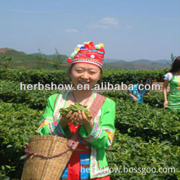 Chinese( Cha ) tea plant seeds for planting